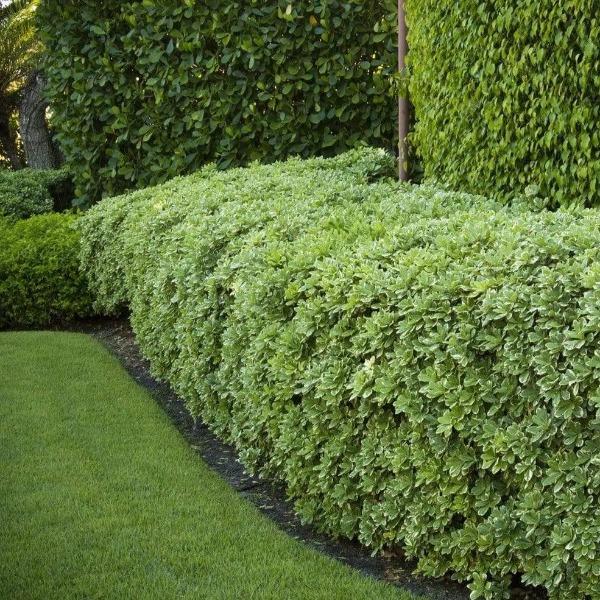 Broadleaf evergreen shrub Manhattan Euonymus.