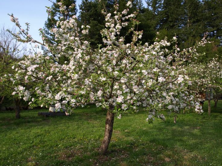 Liberty apple tree in bloom