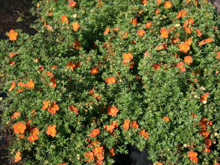 Red flowering potentilla bush.