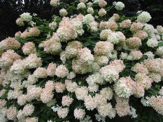Pee Gee Hydrangea in full bloom with white flower clusters.