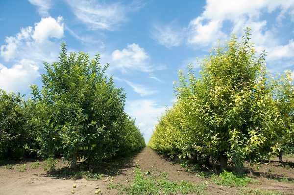 Dwarf Granny Smith Apple Tree Loaded with Fruit