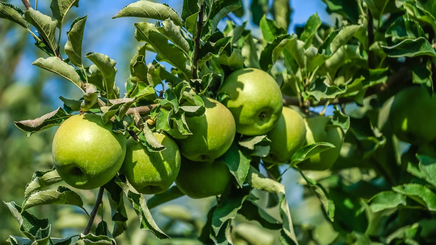Granny Smith Green Apple Close-Up on Tree