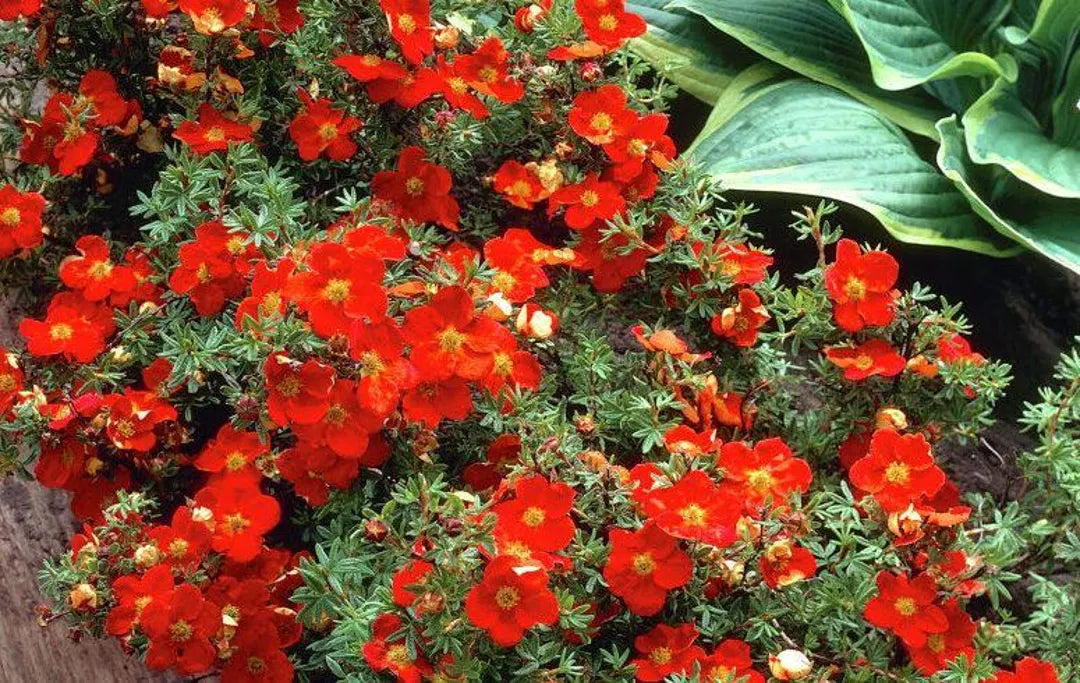 Red Joker Potentilla in full bloom.