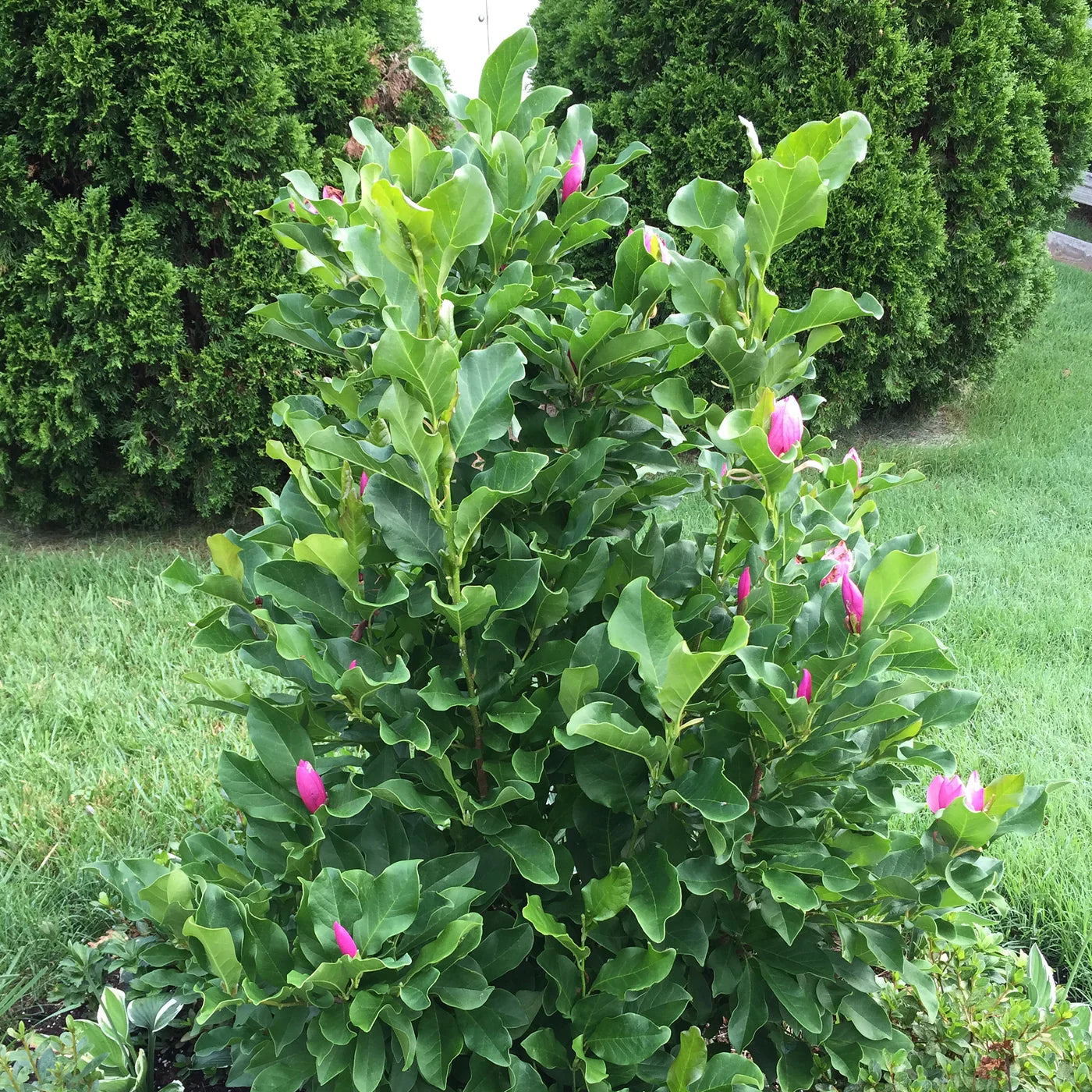 Magnolia "Ann" adding a splash of color to a residential garden.