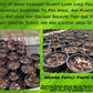 Hydrangea "Pee Gee" - Weaver Family Farms Nursery