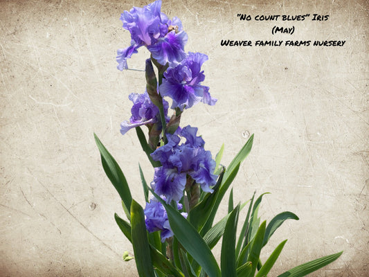 Iris "No Count Blues" - Weaver Family Farms Nursery