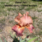Iris "Peach" - Weaver Family Farms Nursery