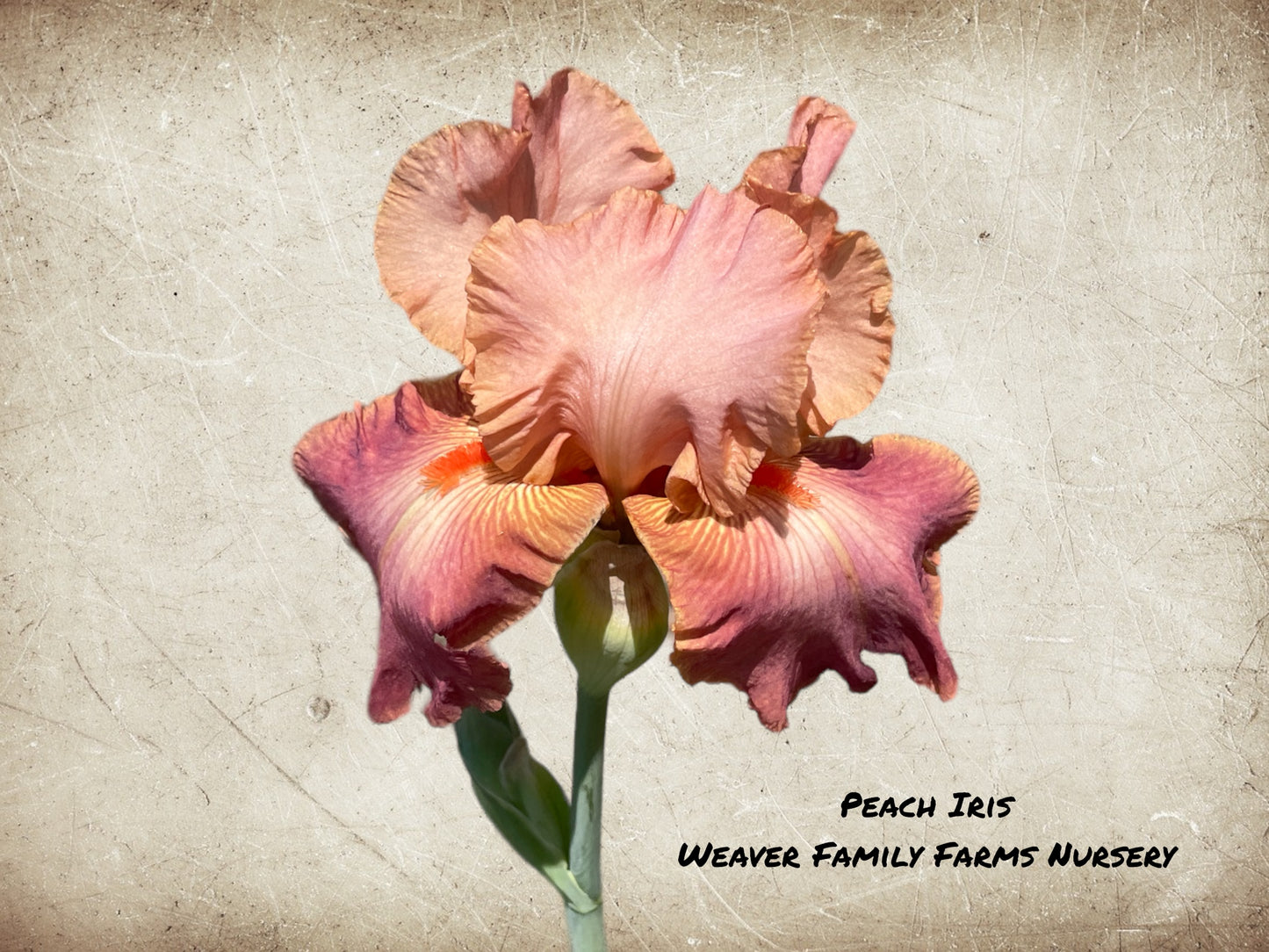 Tall bearded iris in peach bloom.