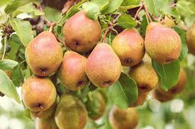 Comice pear tree loaded with fruit