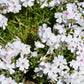 White and pink Amazing Grace Phlox flowers attracting butterflies.