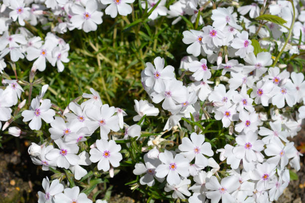 White phlox spreading across a garden bed.