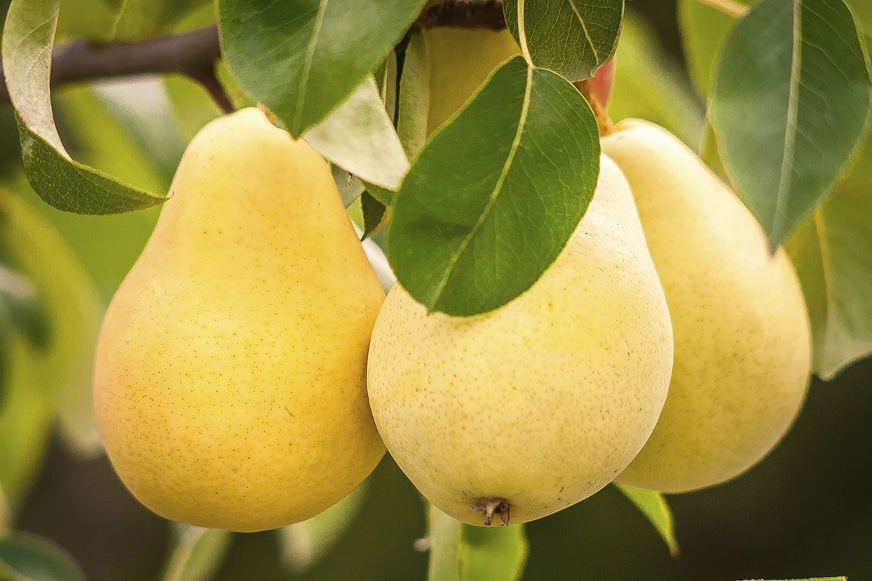 Kieffer pear tree with ripe yellow-green pears