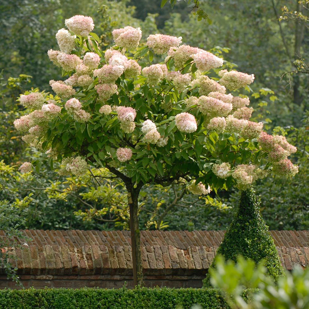 Buy Pee Gee Hydrangea online for your garden.
