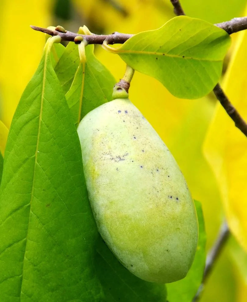 Pawpaw Tree 'Pennsylvania Gold'