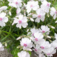 Close-up of 'Amazing Grace' Phlox flowers in bloom, showcasing their vibrant white and pink petals