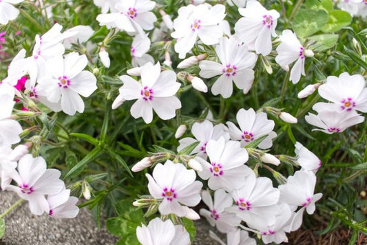 Close-up of 'Amazing Grace' Phlox flowers in bloom, showcasing their vibrant white and pink petals