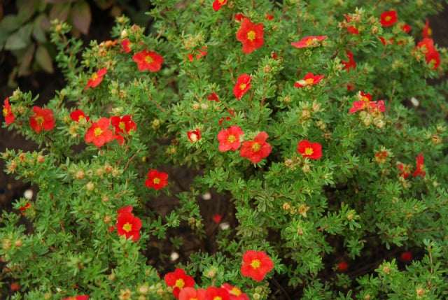 Buy Red Joker Potentilla shrub.