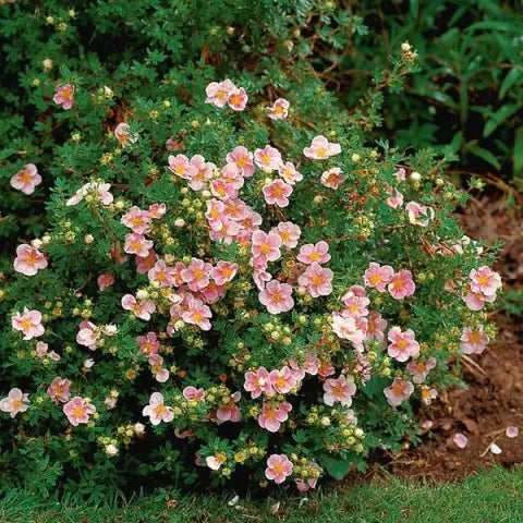 Pink Potentilla in full bloom.