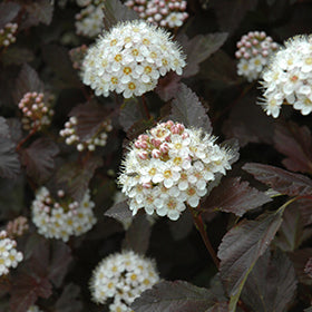 Close-up of Crimson Ninebark leaves in a garden.