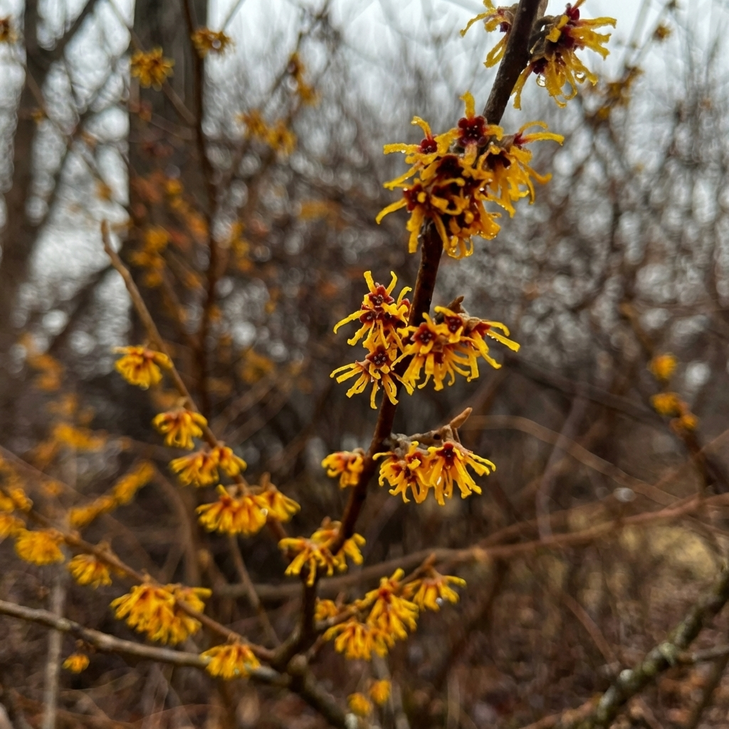 witch hazel shrub yellow ribbon like flowers close up