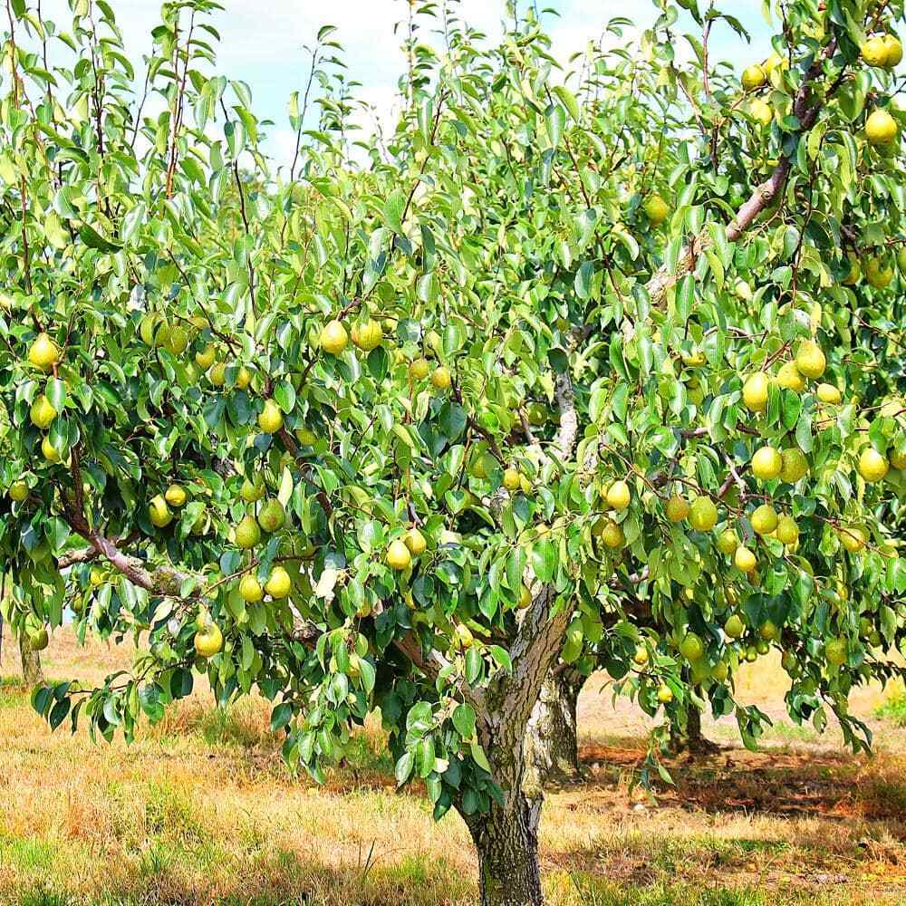 Blossoming Kieffer pear tree in spring