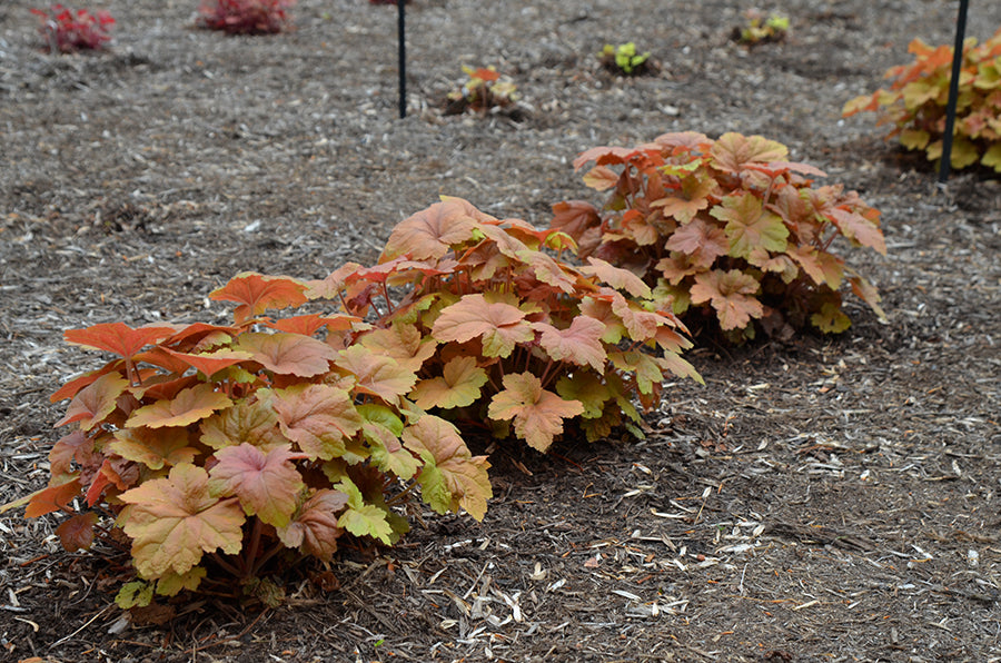 Southern Comfort Heuchera coral bells in a garden.