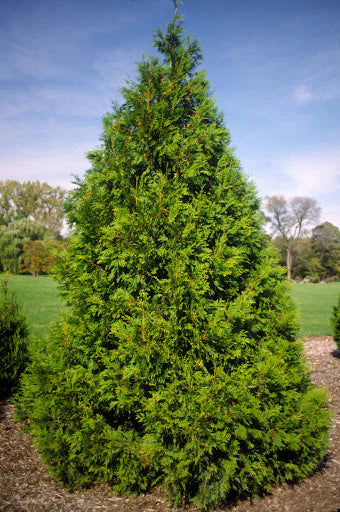 Elegantissima Arborvitae – Unique Oriental Arborvitae for Privacy
