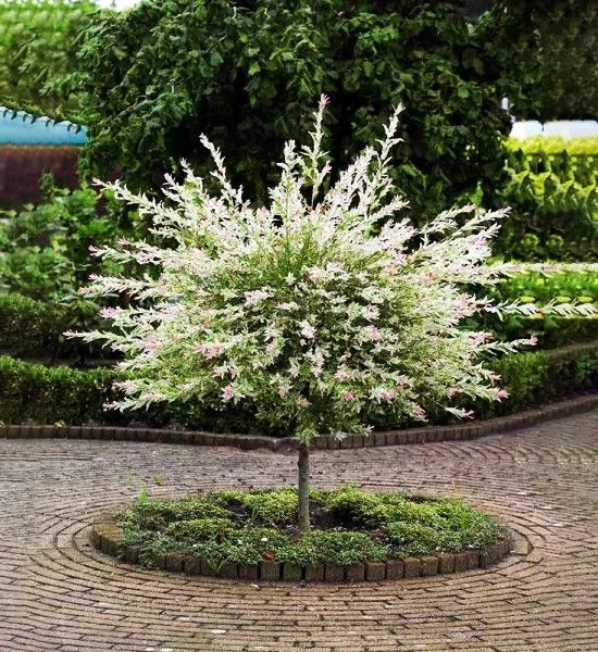 Fast Growing Tricolor Dappled Willow in tree form
