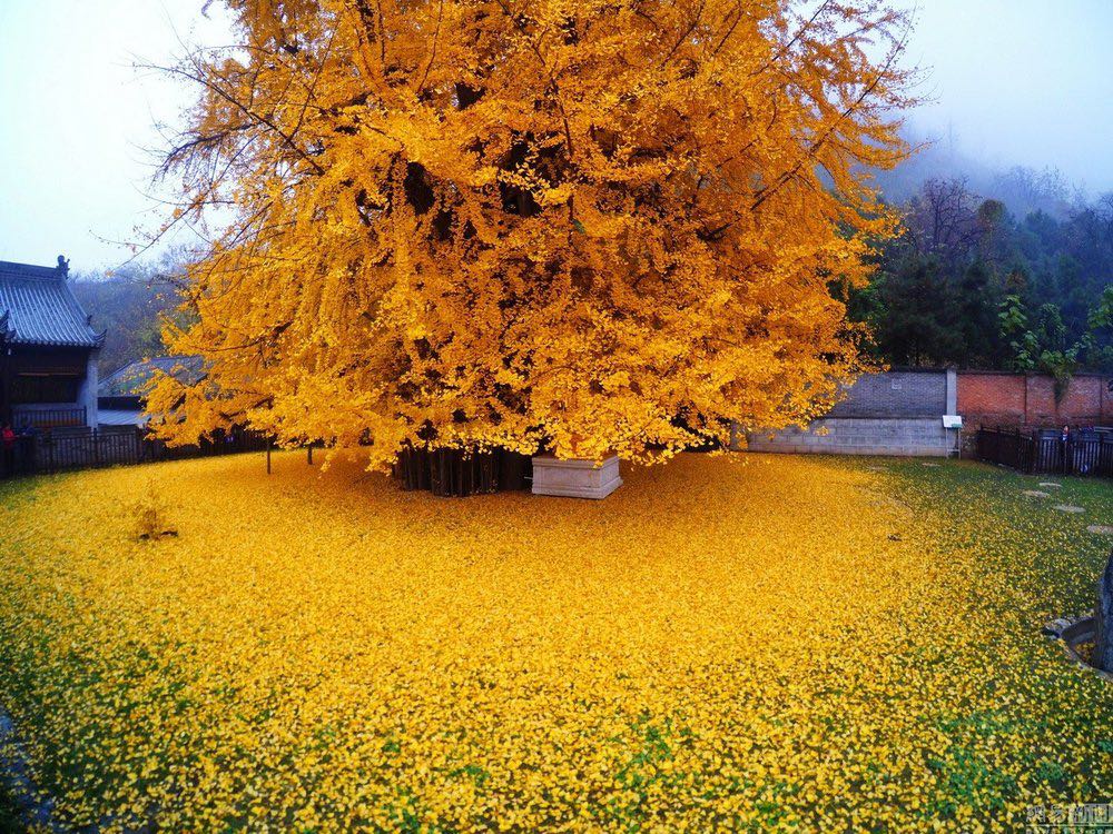 Ginkgo Tree in full golden fall color.