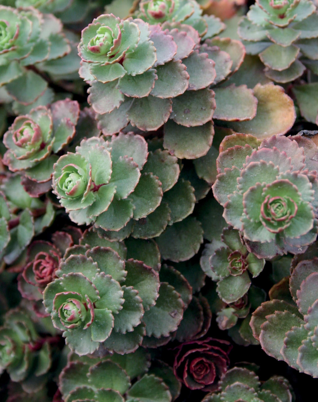 Close-up of Dragon Blood Sedum leaves.