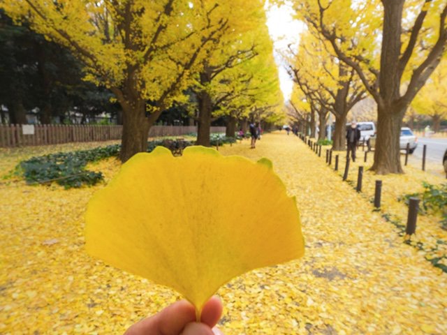 Ginkgo Biloba tree for sale with fan-shaped leaves.