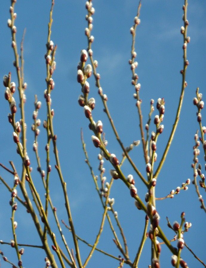 Pussy willow catkins in early spring.
