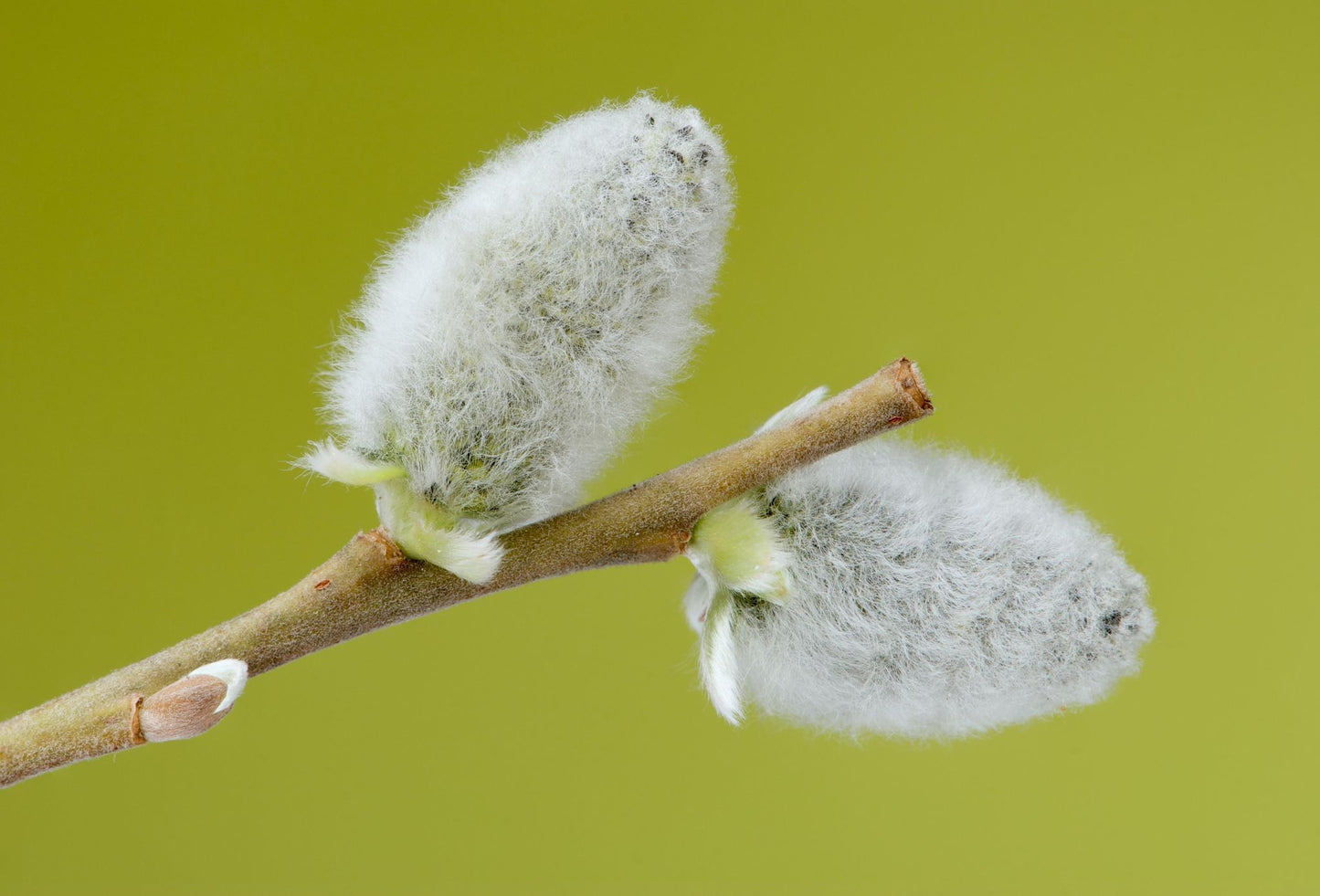 Close-up of fuzzy catkins on pussy willow.