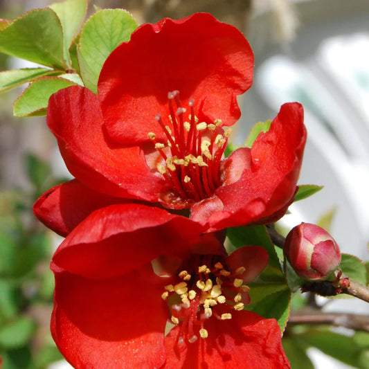 red flowering quince