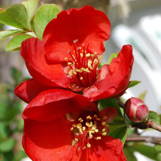 Red Quince shrub with vibrant red blooms.