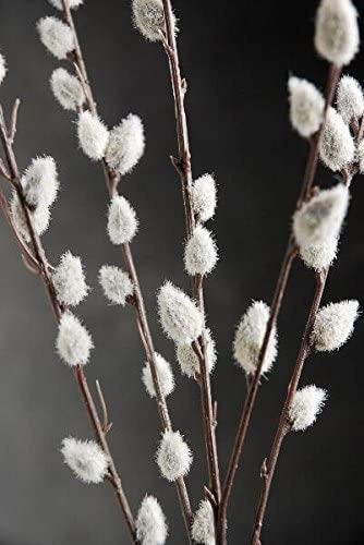 Young pussy willow branches with catkins.