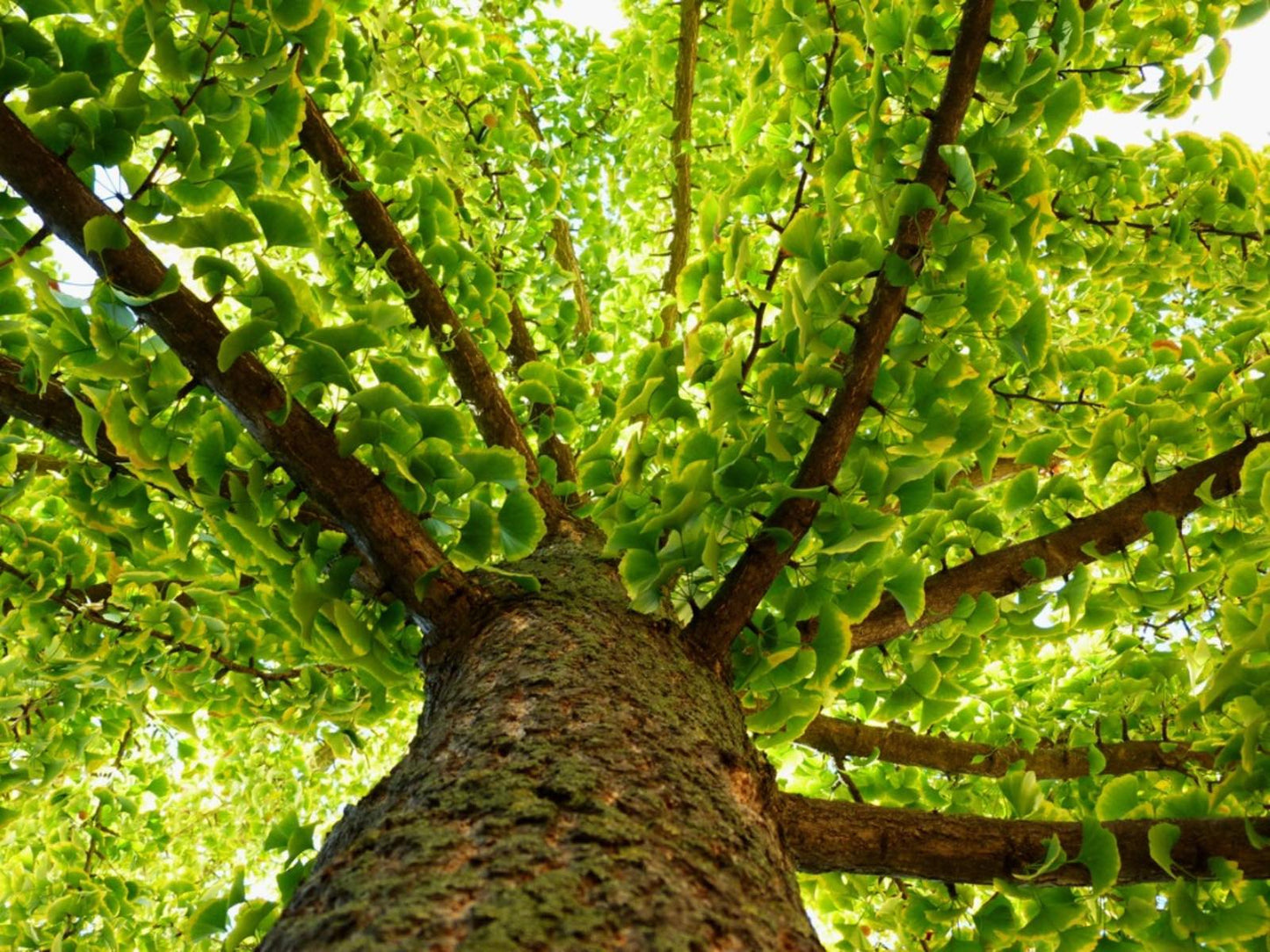 Ginkgo Tree in a sunny garden setting.