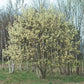 Pussy Willow Tree For Sale | Buy A "Salix Discolor" Shrub Online