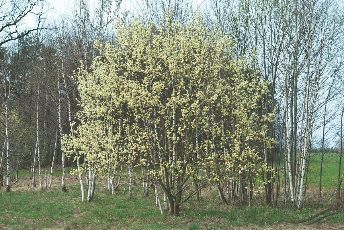 American pussy willow in bloom.