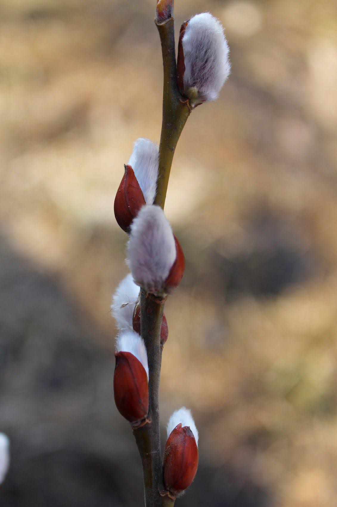 Pussy Willow Tree For Sale | Buy A "Salix Discolor" Shrub Online