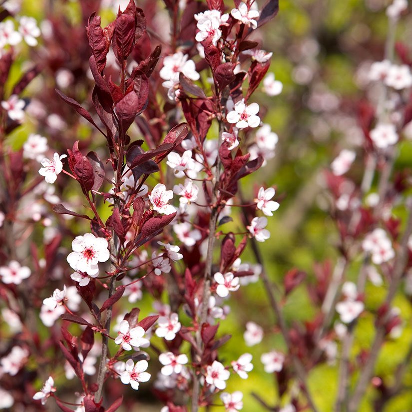 Purple leaf sand cherry tree in full bloom