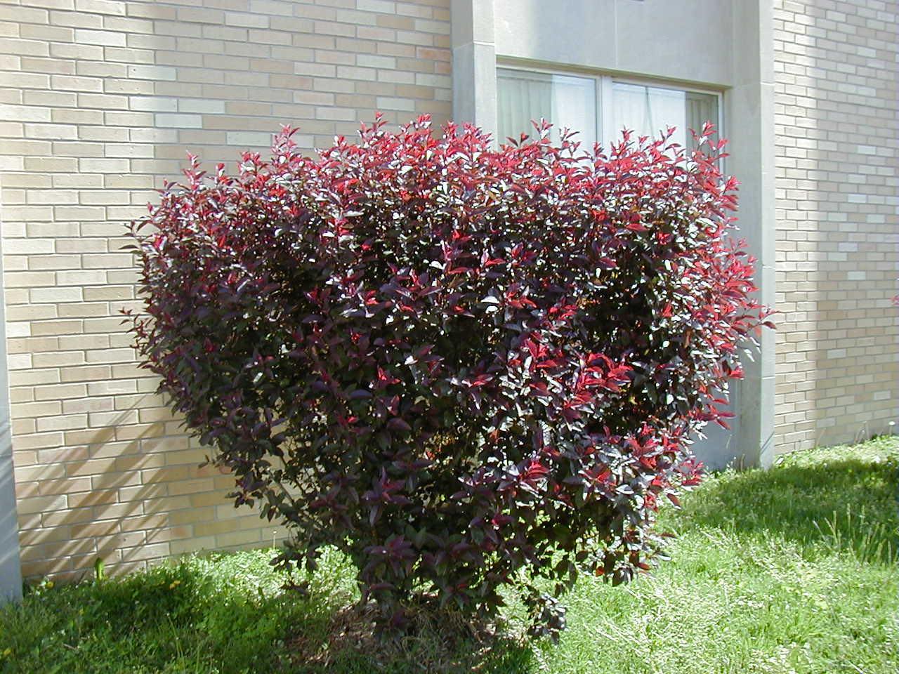 Purple Leaf Sand Cherry For Sale | Buy "Prunus × Cistena" Shrub Online