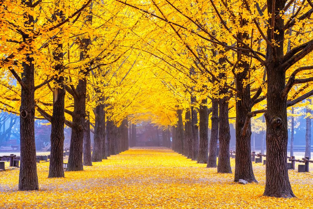 Buy Ginkgo Tree online for shade.