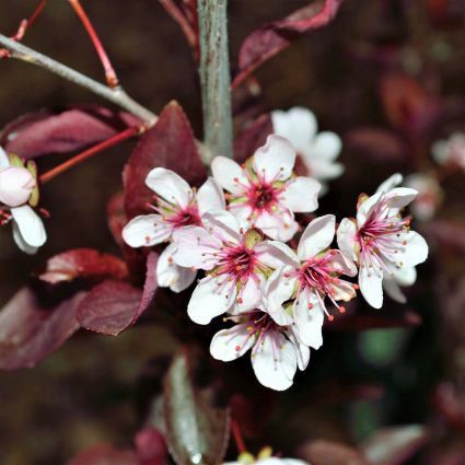 Light pink flowers on purple leaf sand cherry shrub