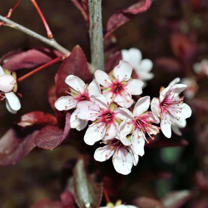 Prunus x cistena shrub in full bloom.