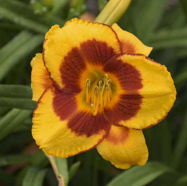 Fooled Me Daylily with vibrant red and orange blooms.