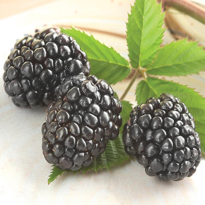 Triple Crown Blackberry plant with lush green leaves.