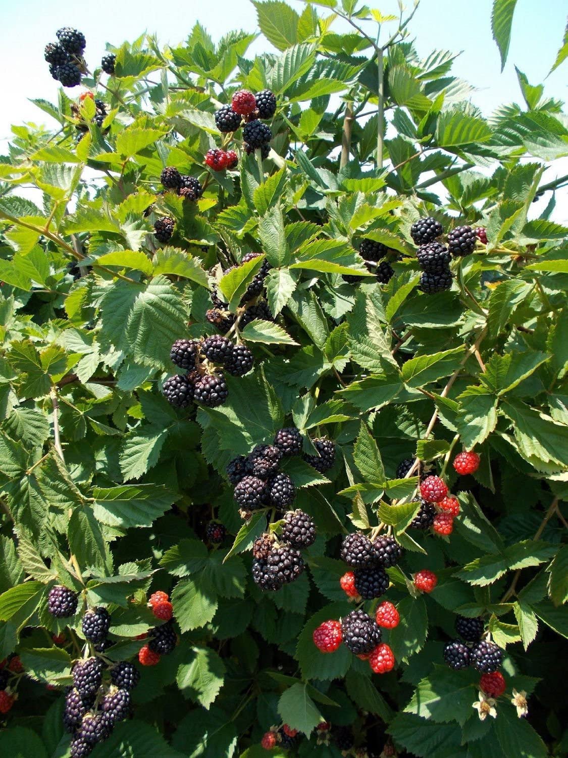 Buy thornless Triple Crown Blackberry online.