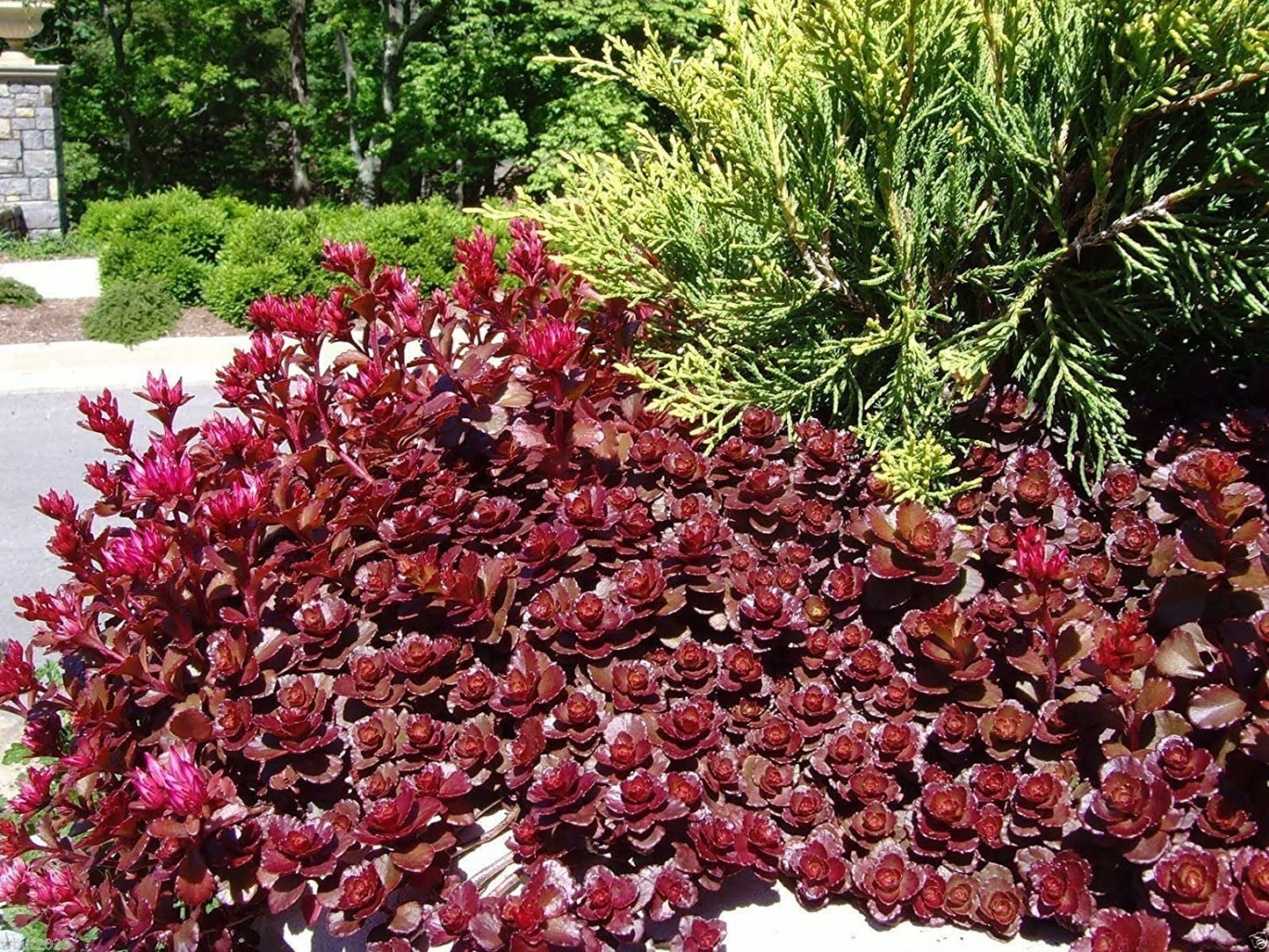 Dragon Blood Sedum with red foliage.