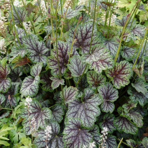 Green Coral Bells plant in garden.